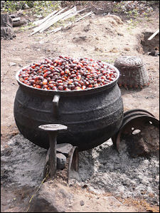 20120514-Palm_oil_production_in_Jukwa_Village Ghana.jpg